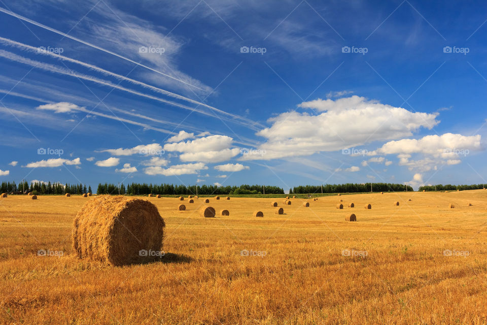 Summer field