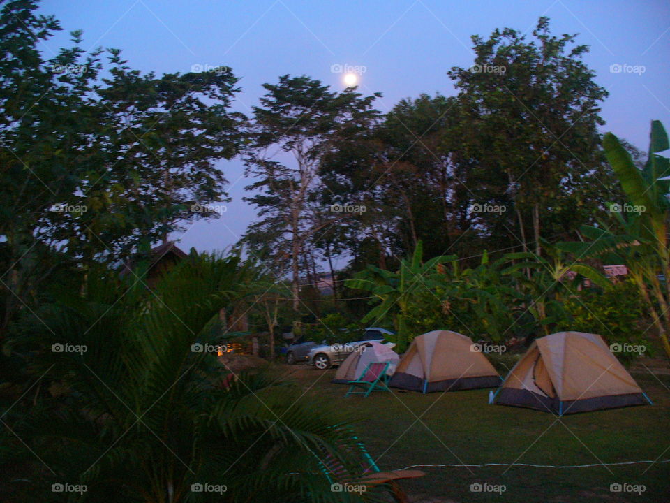 Tent, Tree, Landscape, Park, Travel