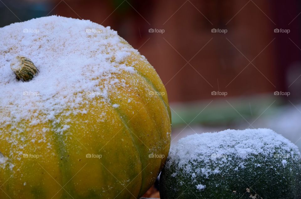snow and pumpkin