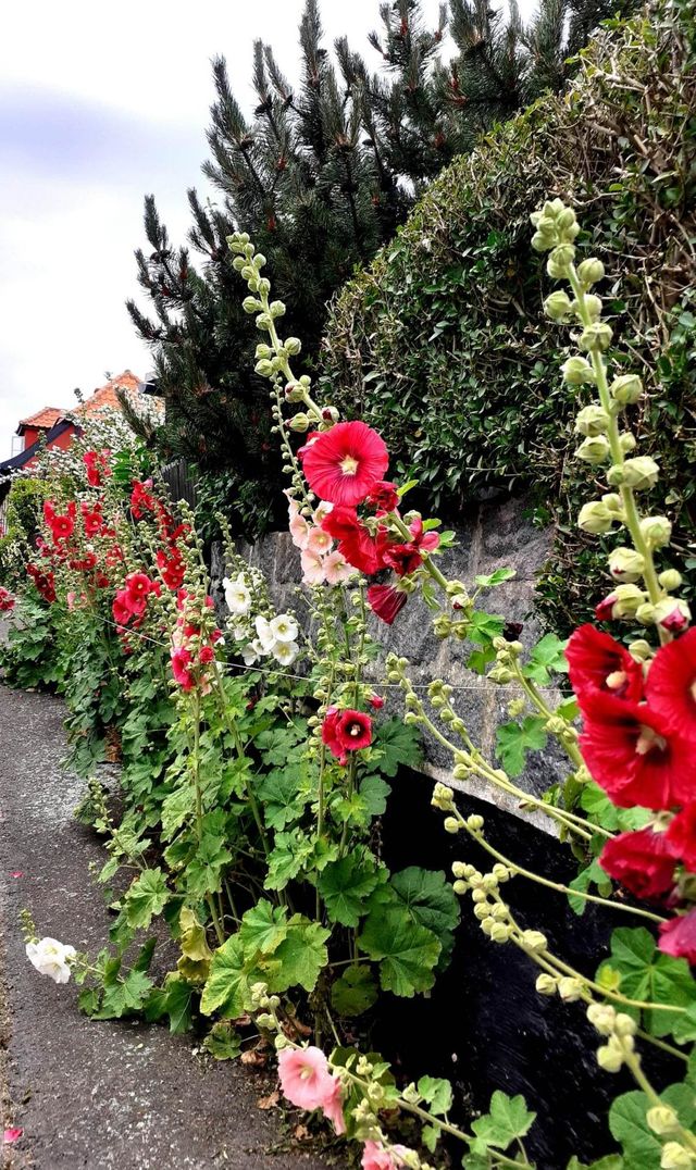 plants Bornholm