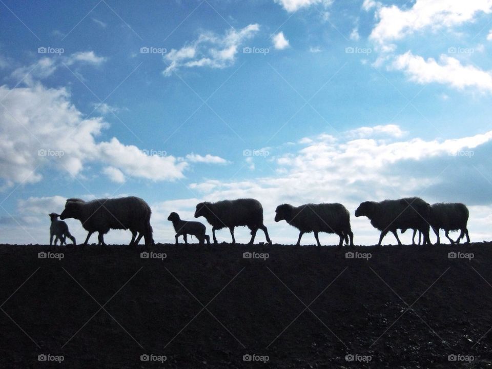 A herd of sheeps walking