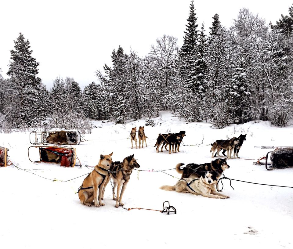 Dog with sled on snowy landscape