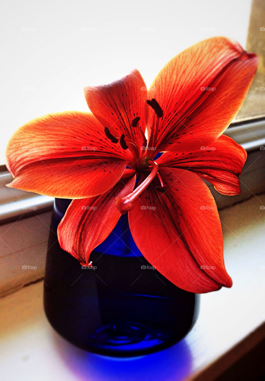 Red lily