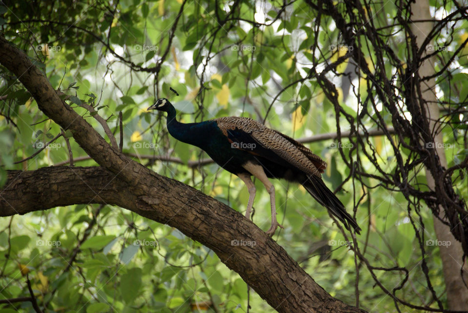 Peacock on a tree looking for delicious treats.