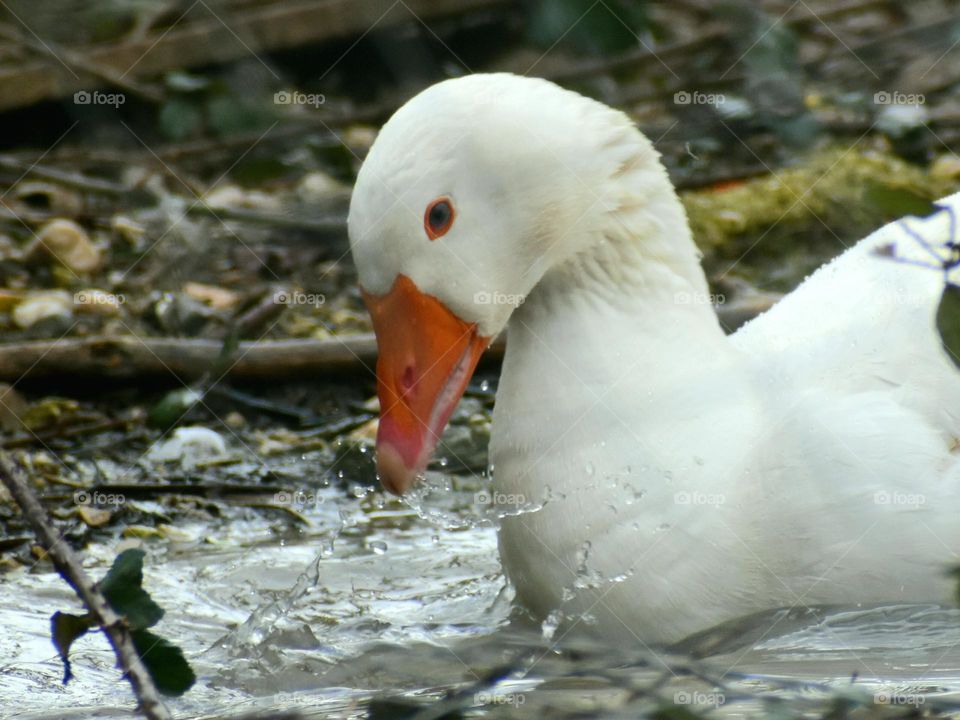 goose playing whit water