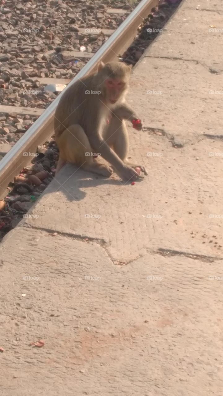 MonKey tasting
