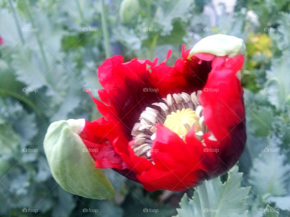 Red Poppy Flower