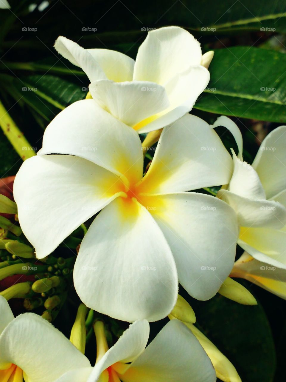 plumeria