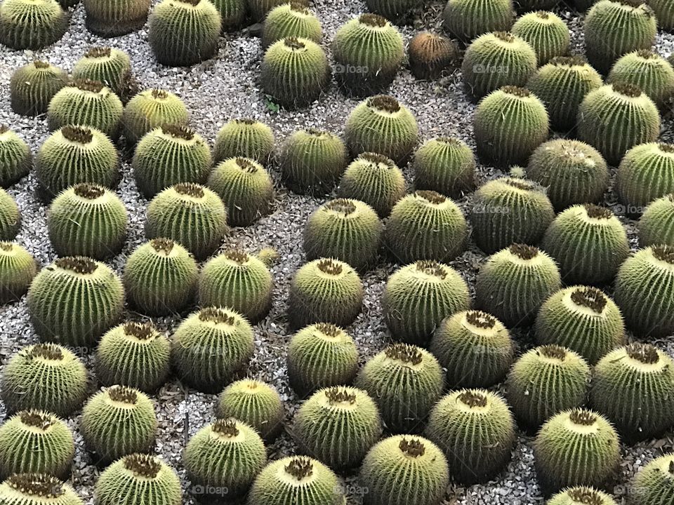 Cactus garden. 