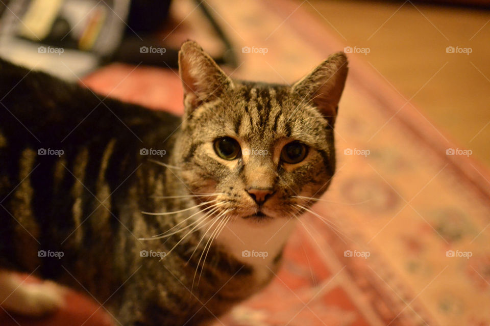 cat eyes feline whiskers by pixiemelton