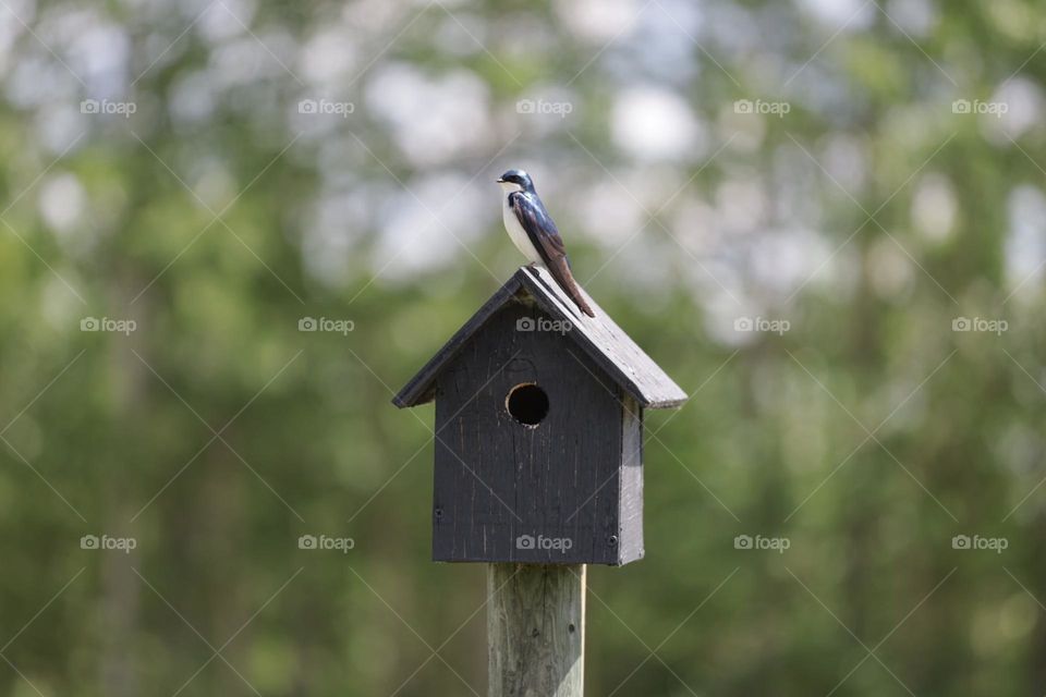 Swallow bird