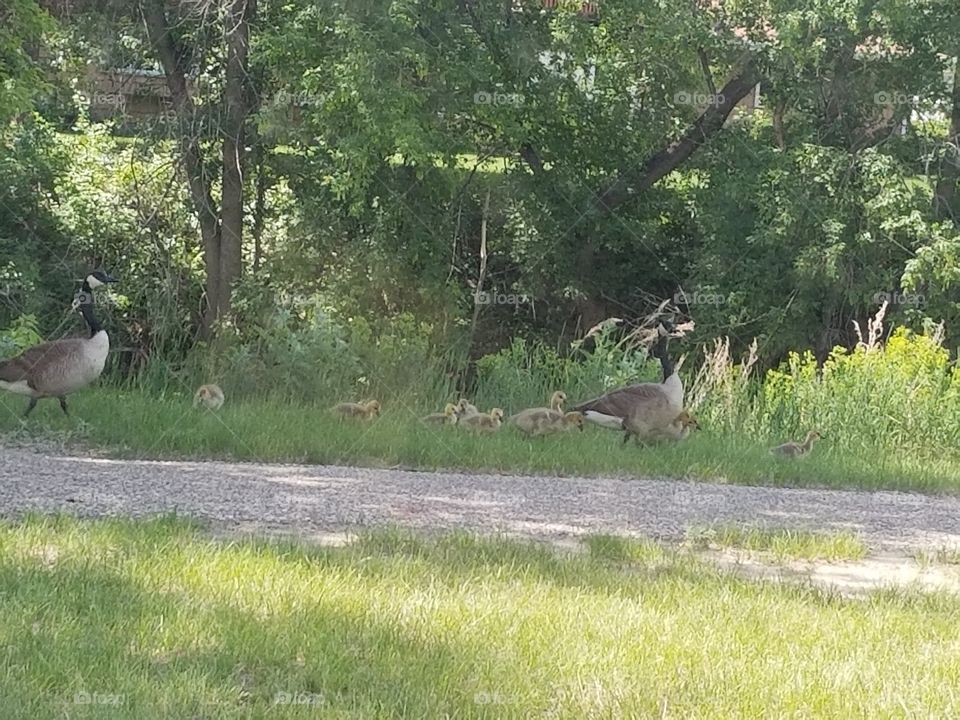 baby geese out for a walk