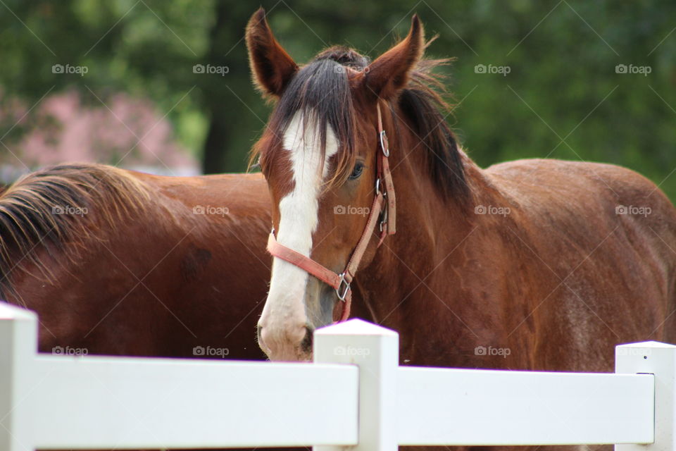 Clydesdale yearlings