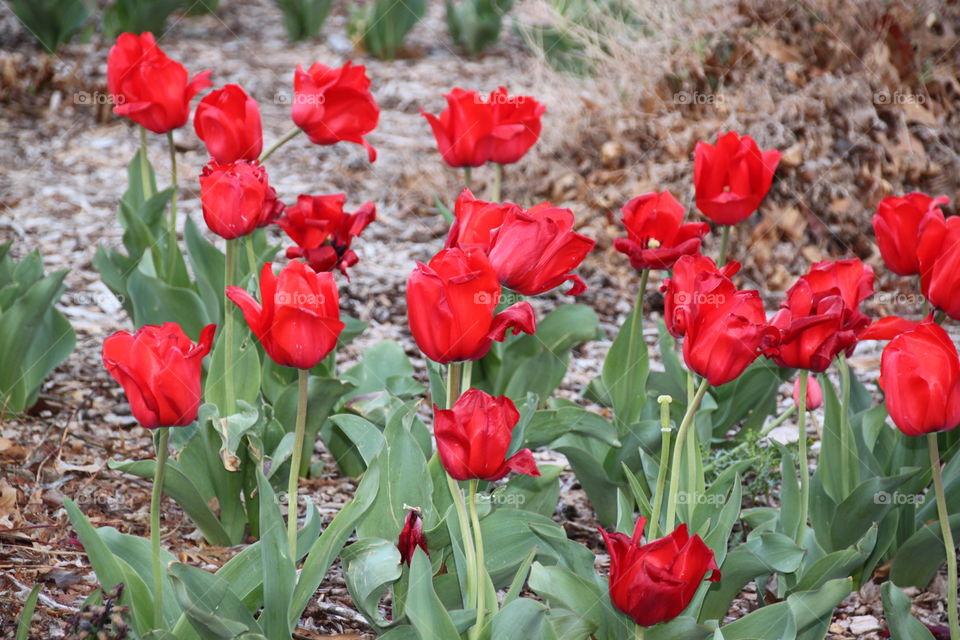 Red tulips blooming at outdoors