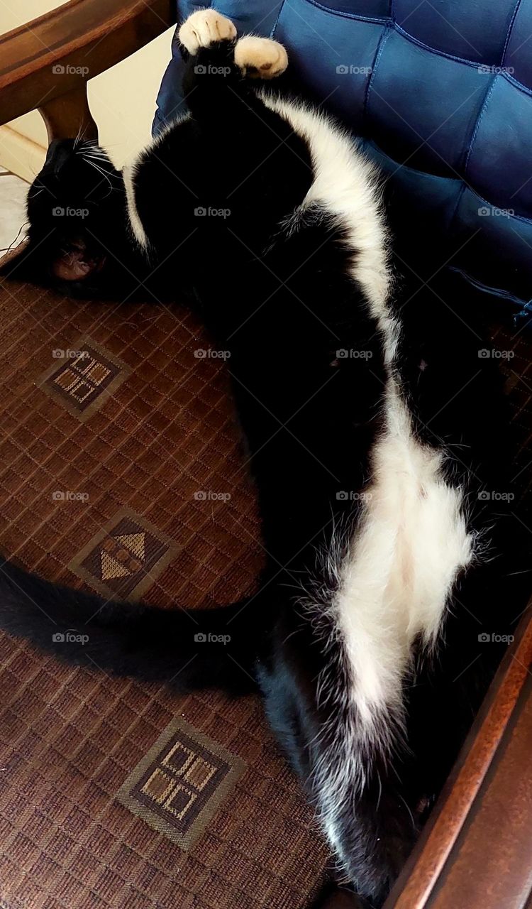 cat lying on chair stretched out lying upside down