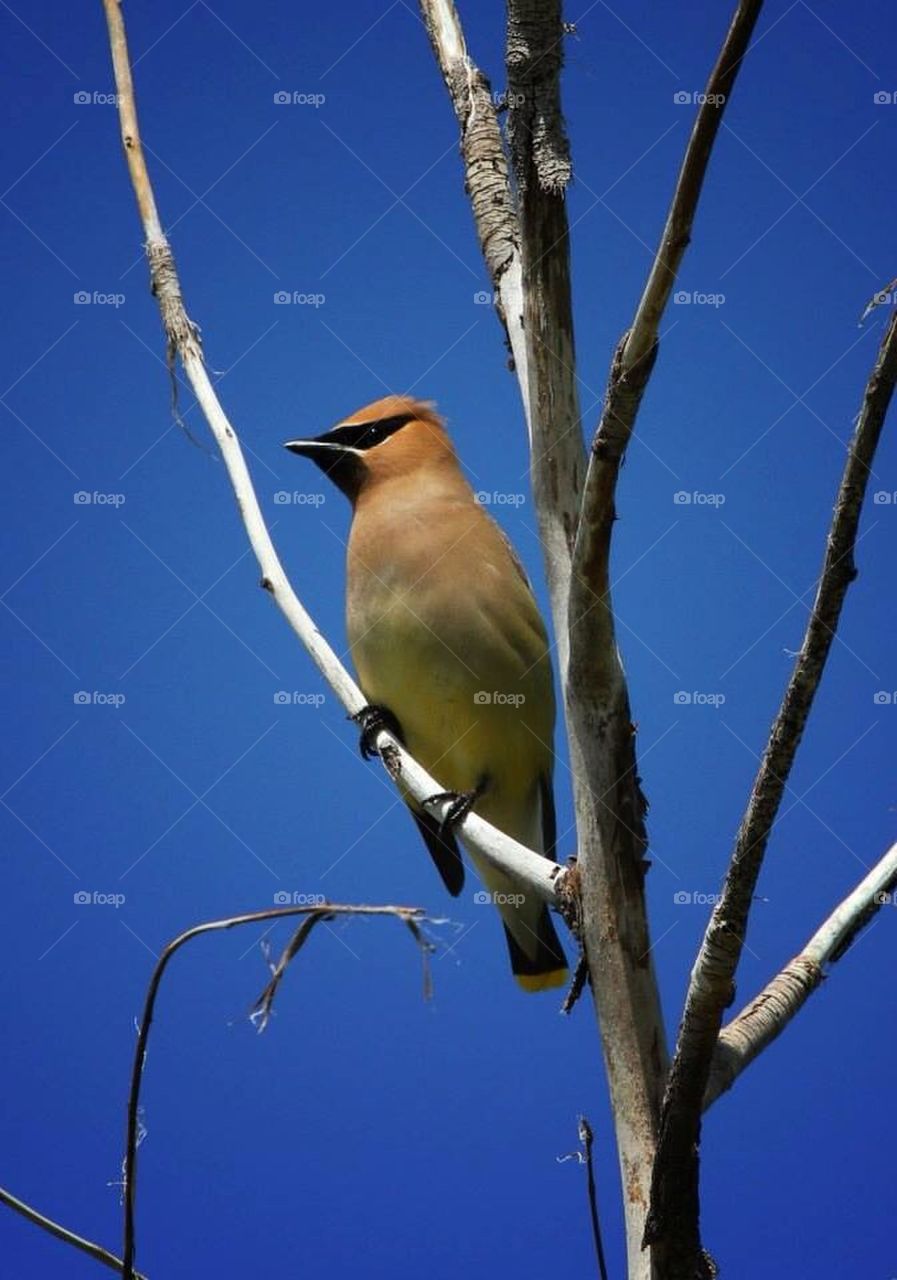 Cedar Waxwing