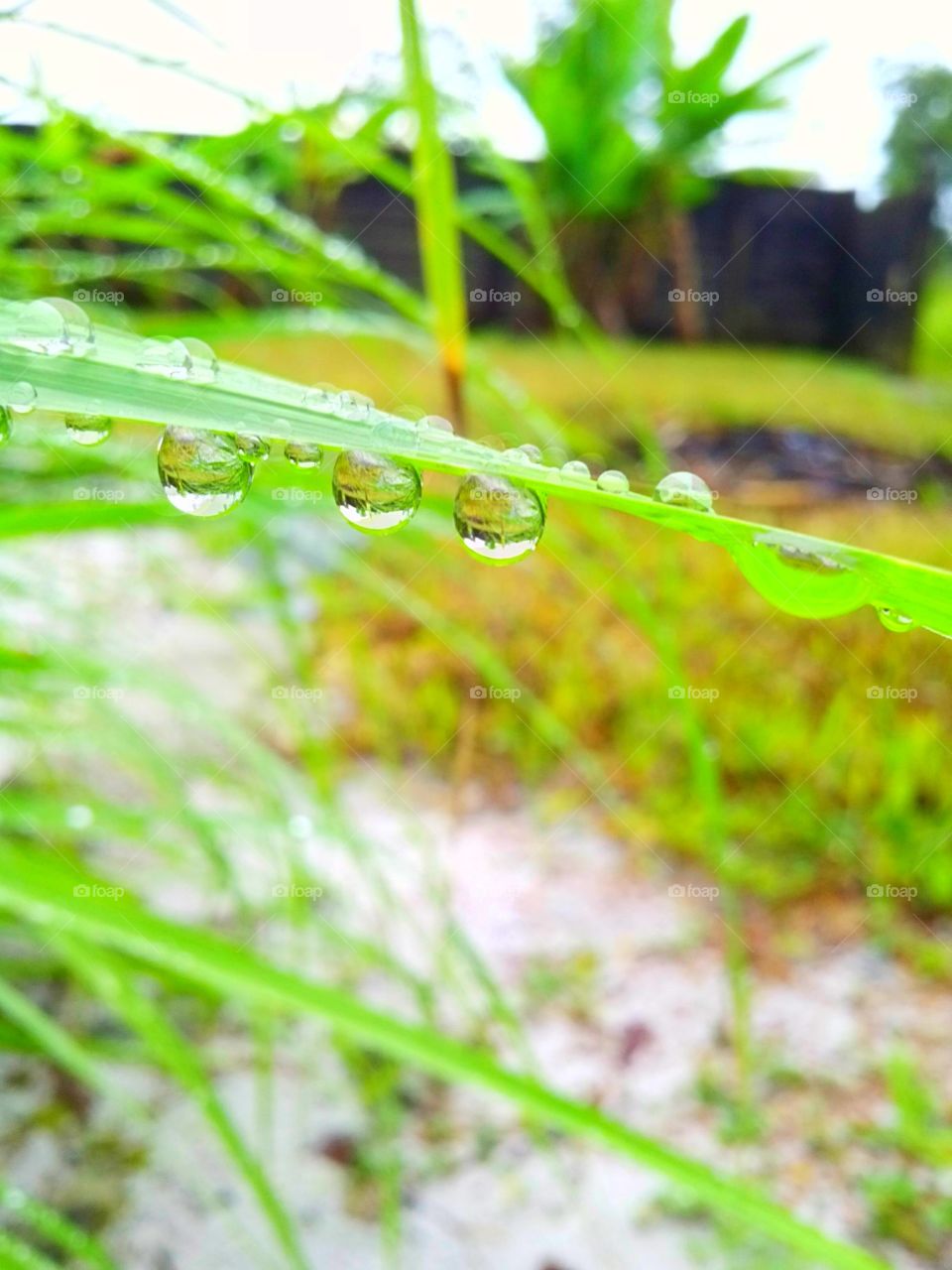 Water dots that almost drop reflected