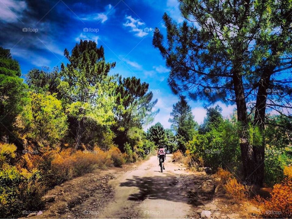 cyclist in the forest, corsica. 