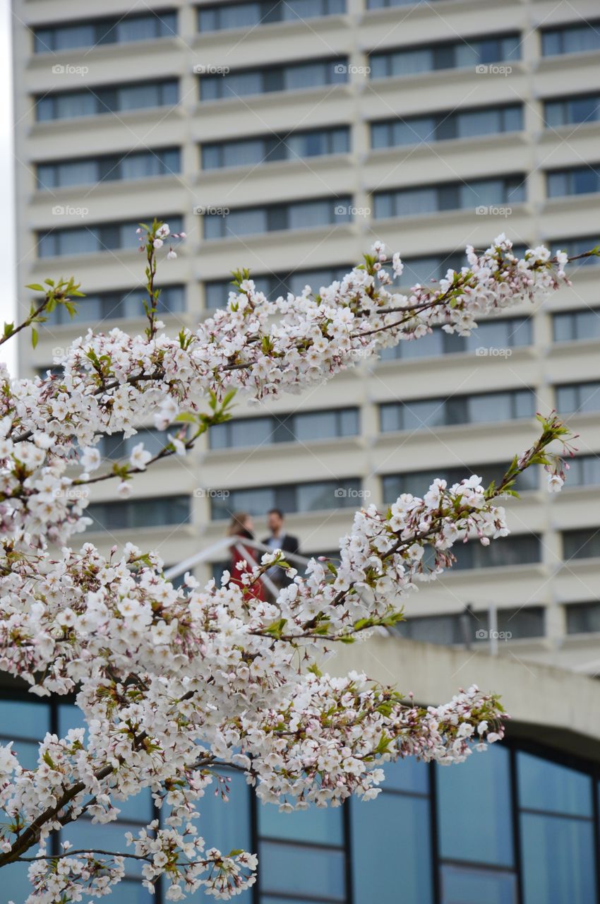 Cherry and architecture people