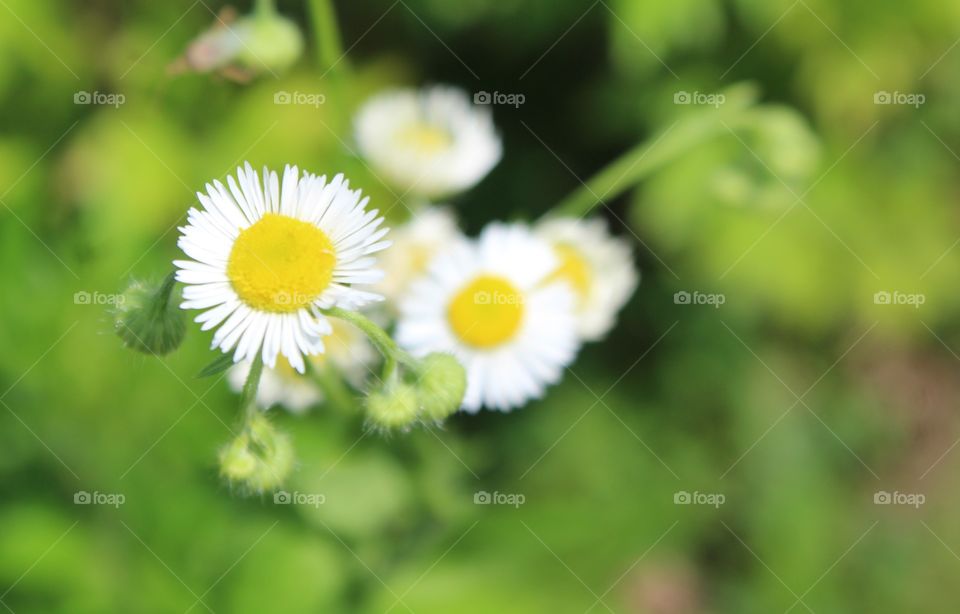 Eastern Daisy fleabane (erigeron annulus) flowers in June 