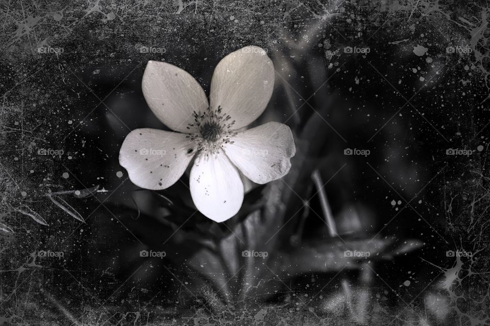BW, with foggy white frame white summer flower