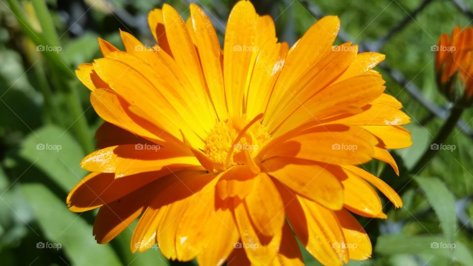 my calendula 2015. came back all by itself  again