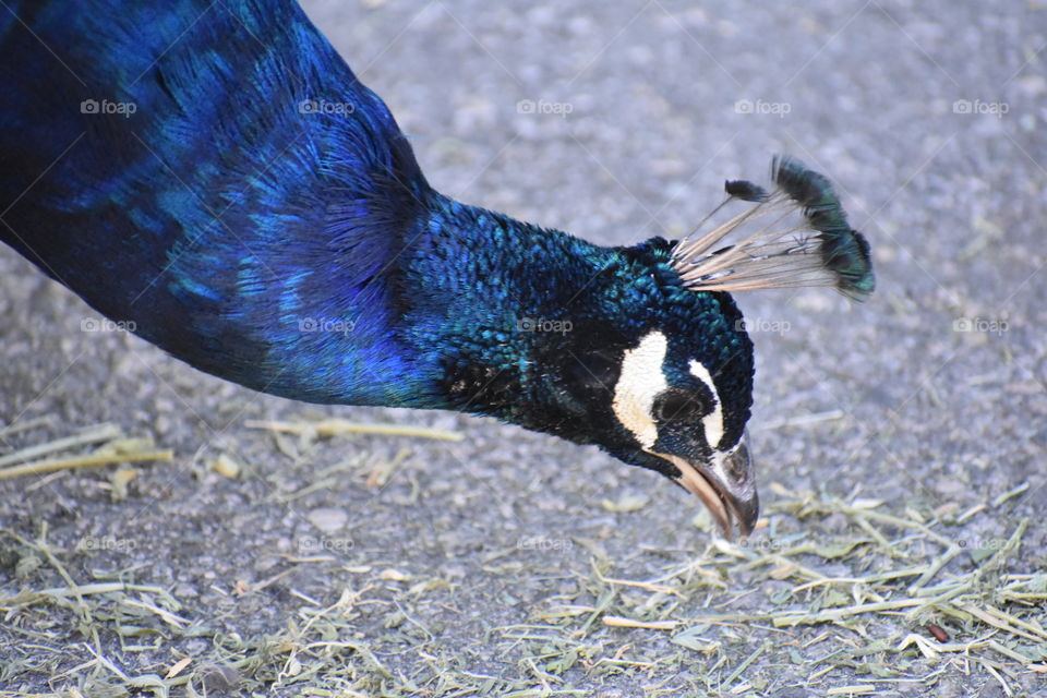 A royal blue peacock having a much needed snack.
