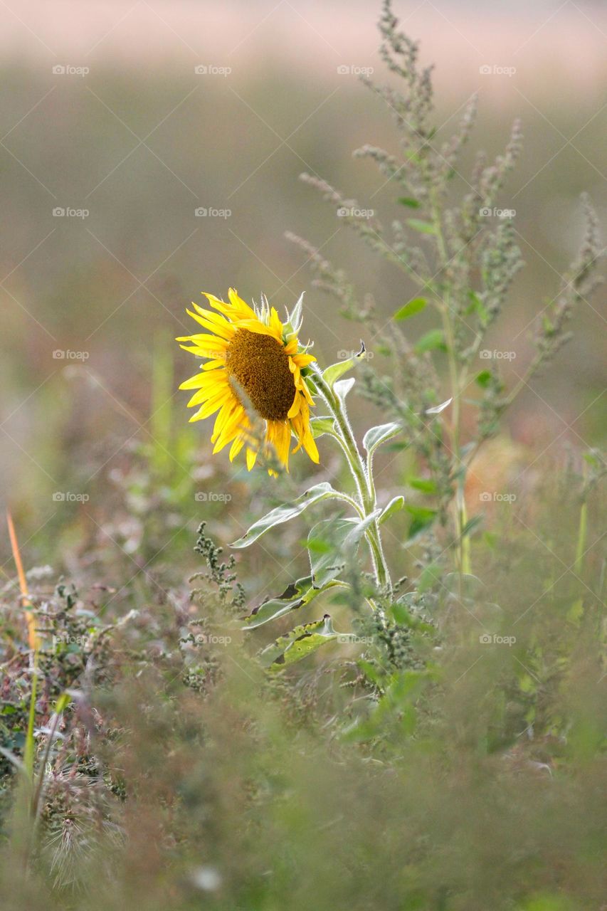 sunflower