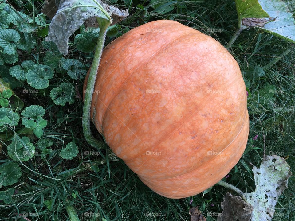 Massive Pumpkin