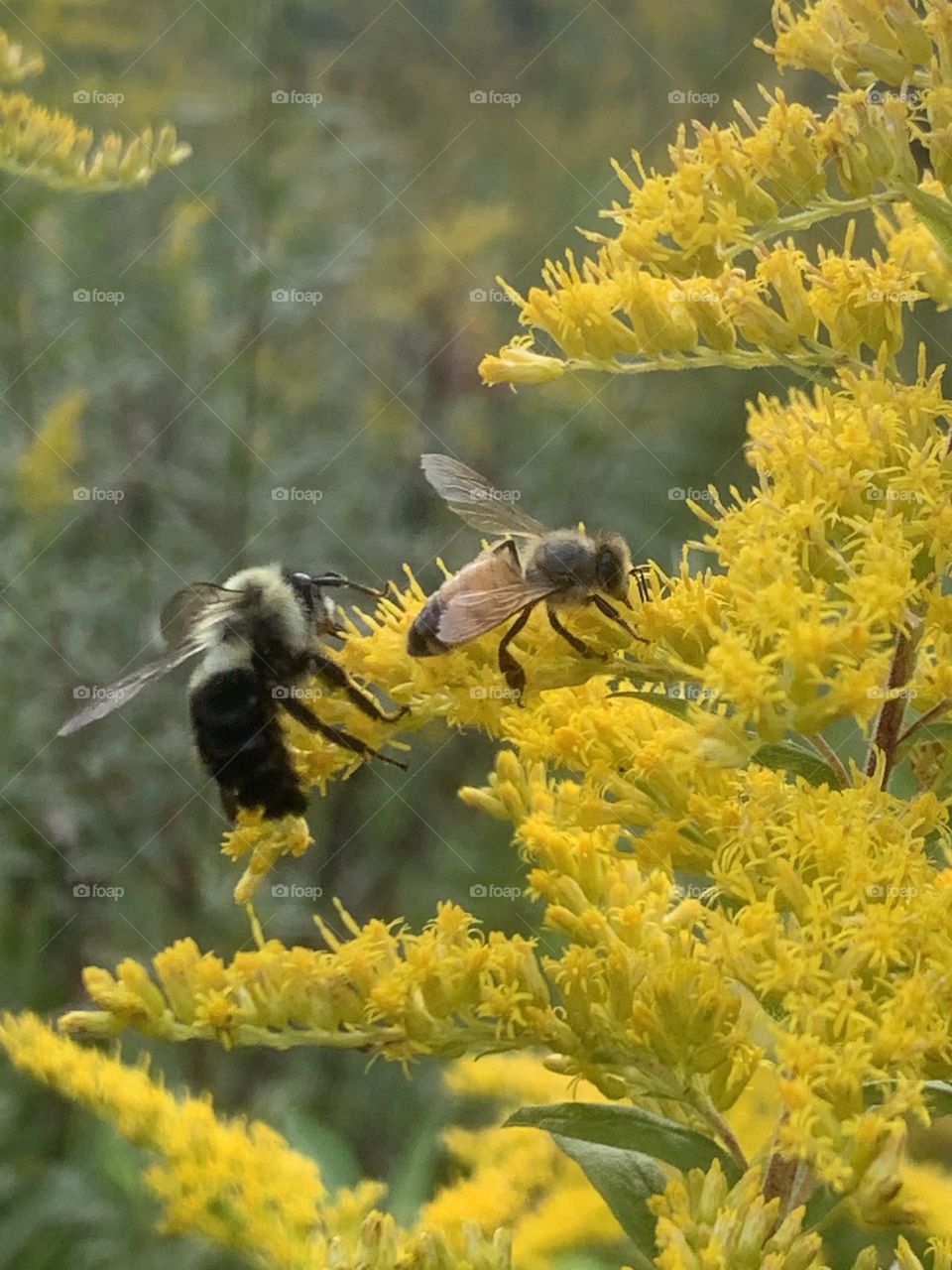 Shimmering Goldenrod blooms 