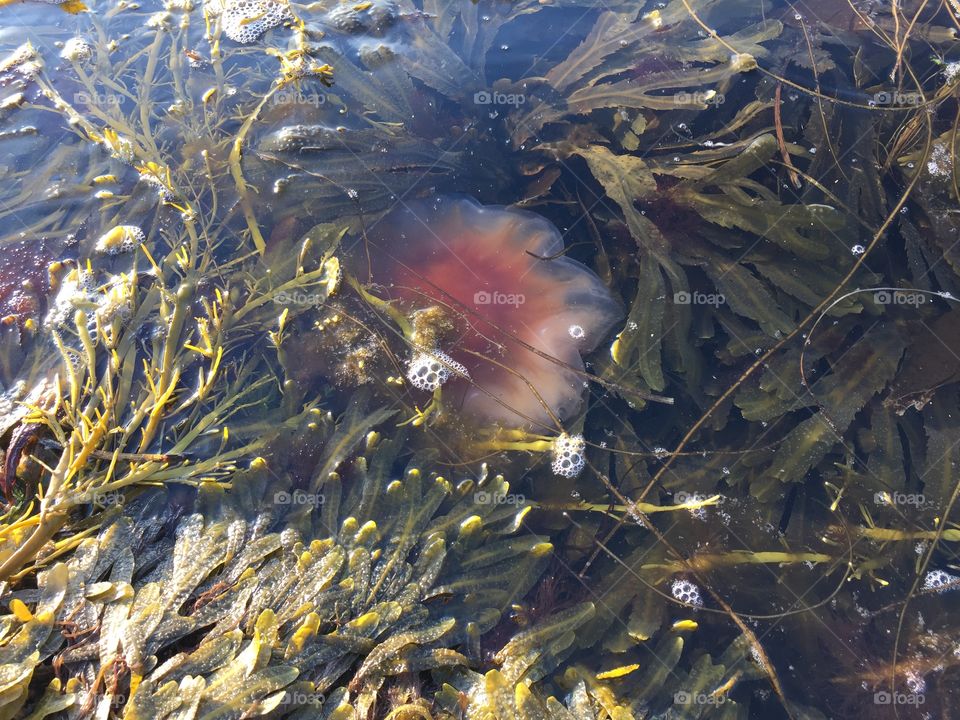 Red jellyfish
