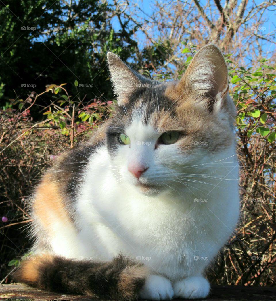 Our cat sat in the winter sunshine 🐈
