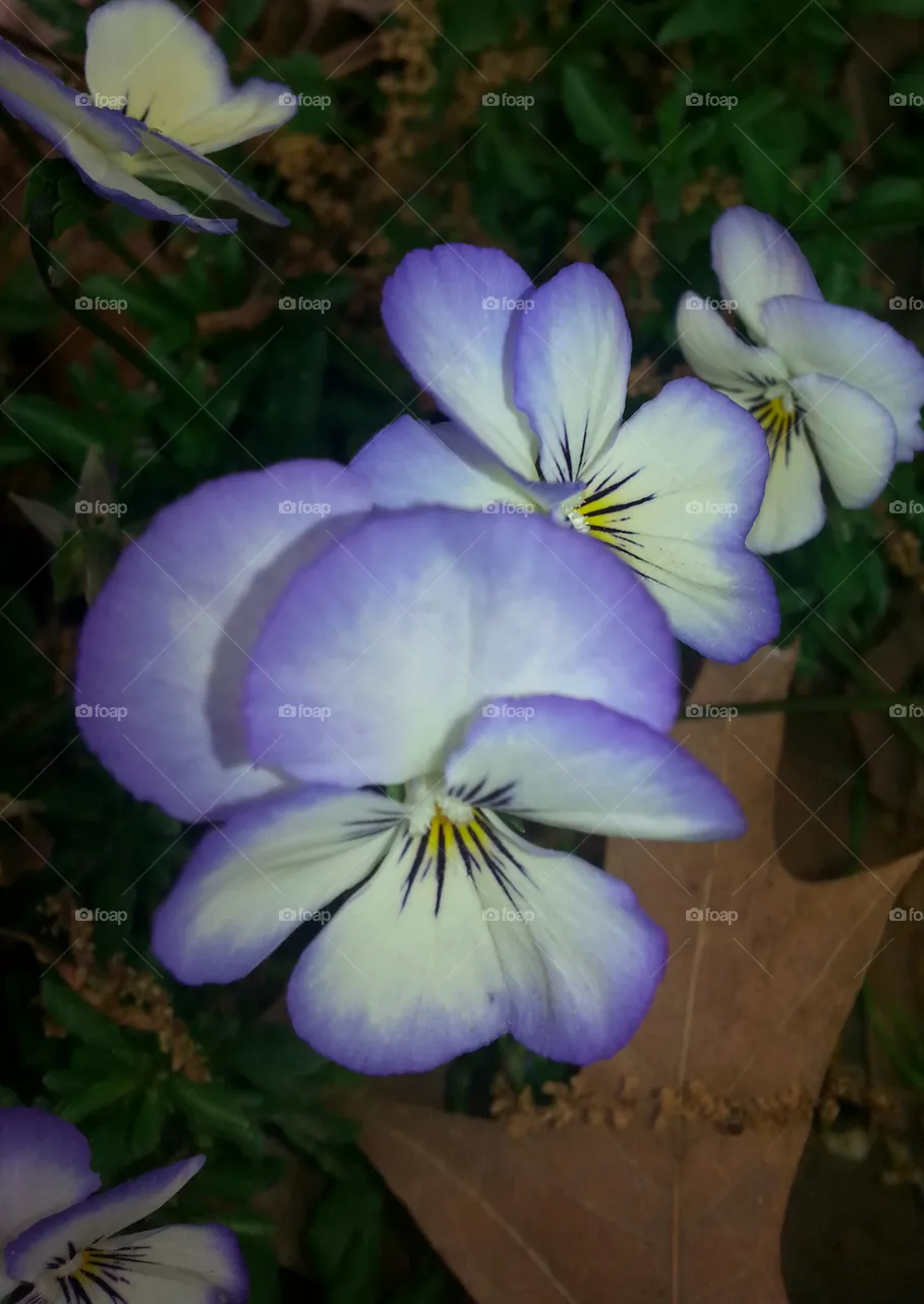 pansy