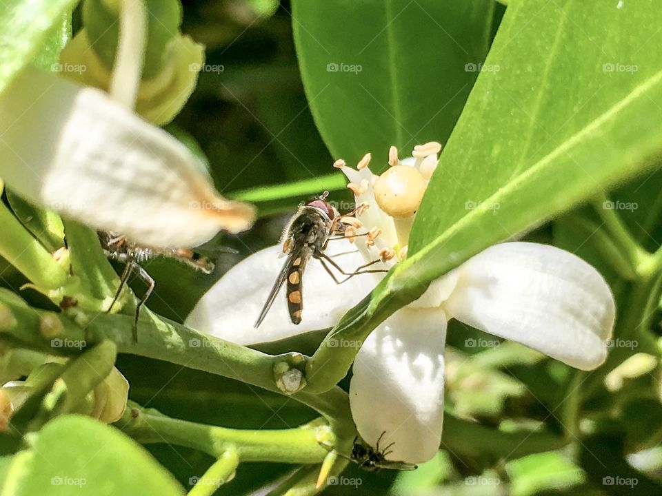 Bee gathering pollen from orange tree blossom stamen, orange and black banded south Australian species