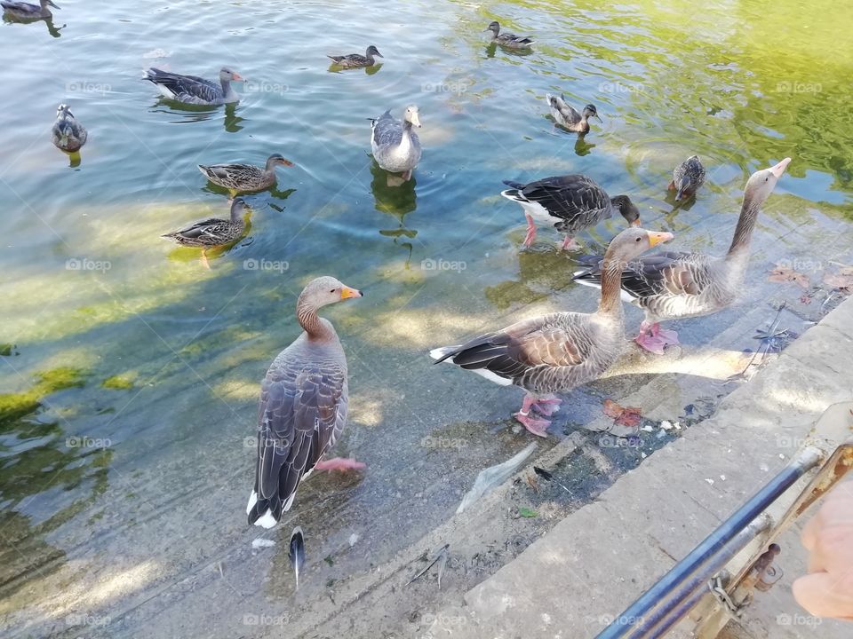Patos en el lago de la Ciudadela
