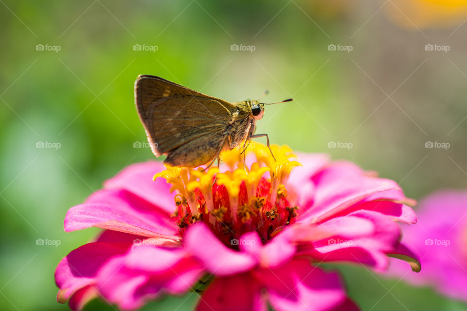 Tiny Brown Butterfly Resting in a Pink and Yellow Zinnia Bloom Close-Up