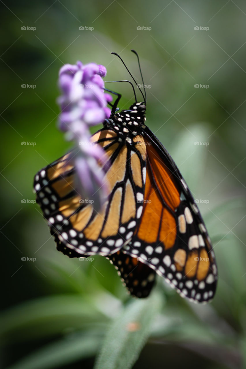 Close-up of monarch butterfly on flowers