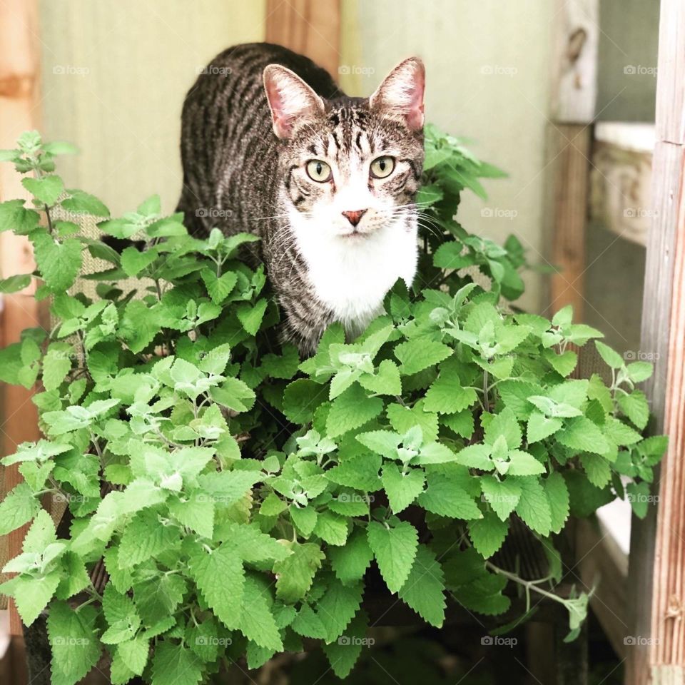 Cat in a plant of catnip