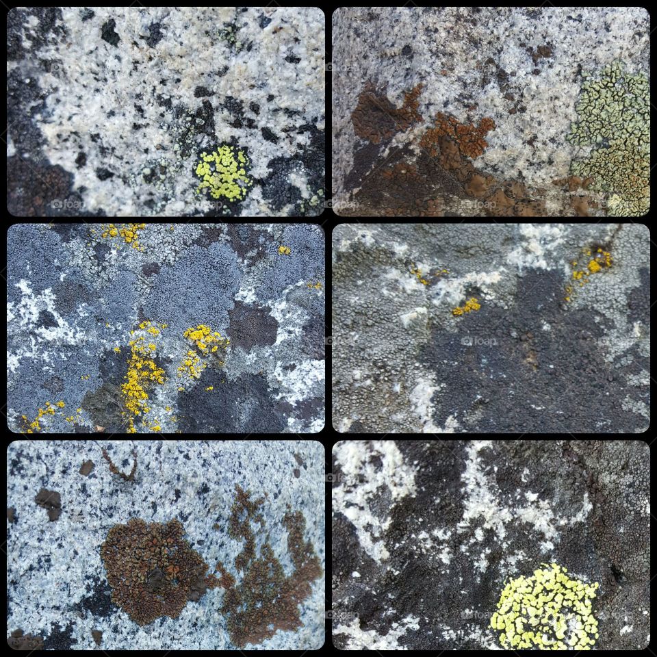 photo collage of lichen and moss