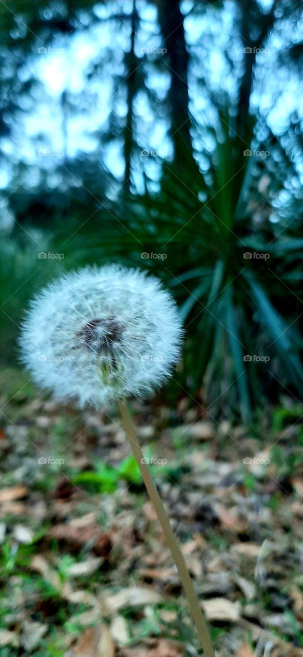 dandelion