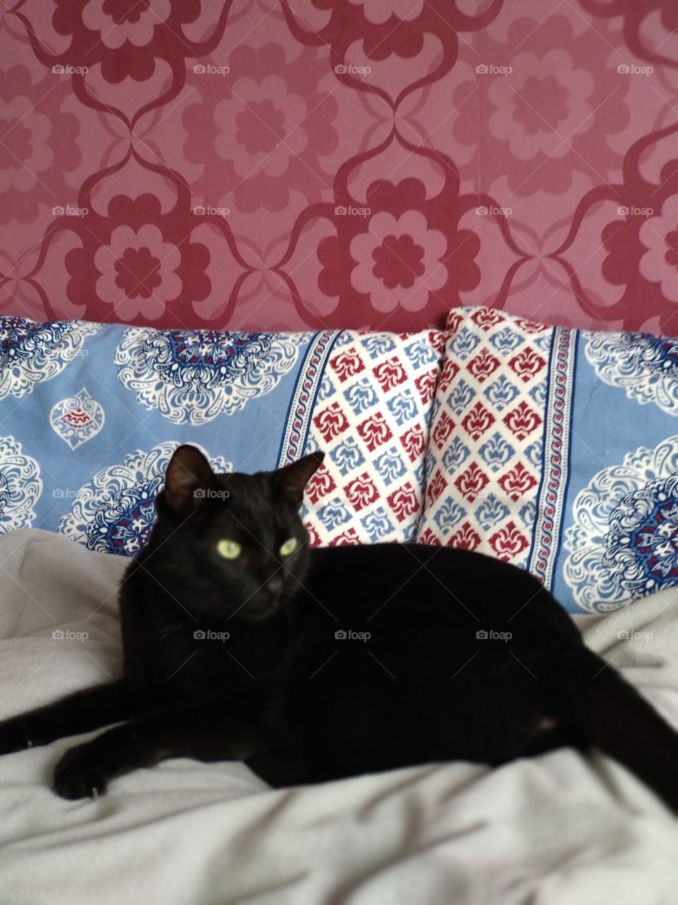 Black cat in the bed resting