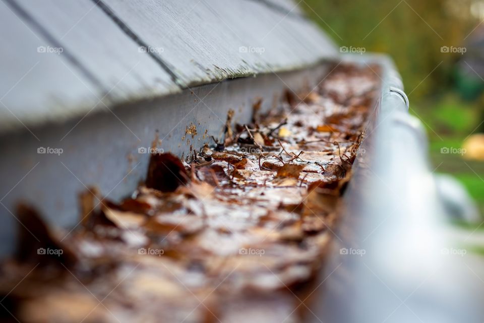 A portrait of a roof gutter full of fallen birch leafs during fall. the leaves are brown, orange en yellow and are clogging up the drain pipe in autumn season.