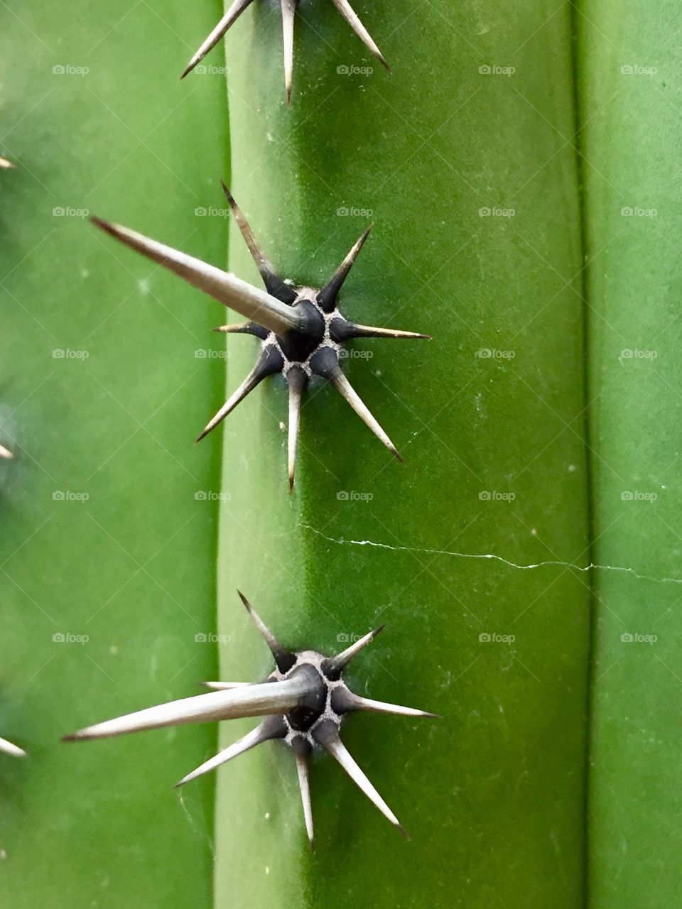 Cactus thorn 