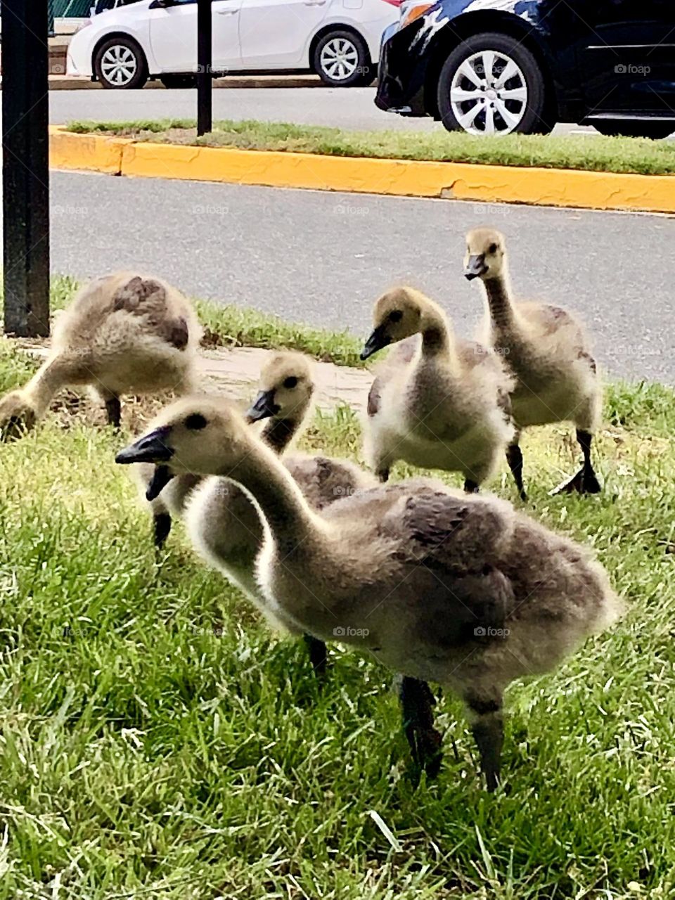 Cute geese walking in a group / Canada geese chicks  