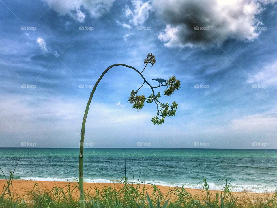 Scenic beach scene