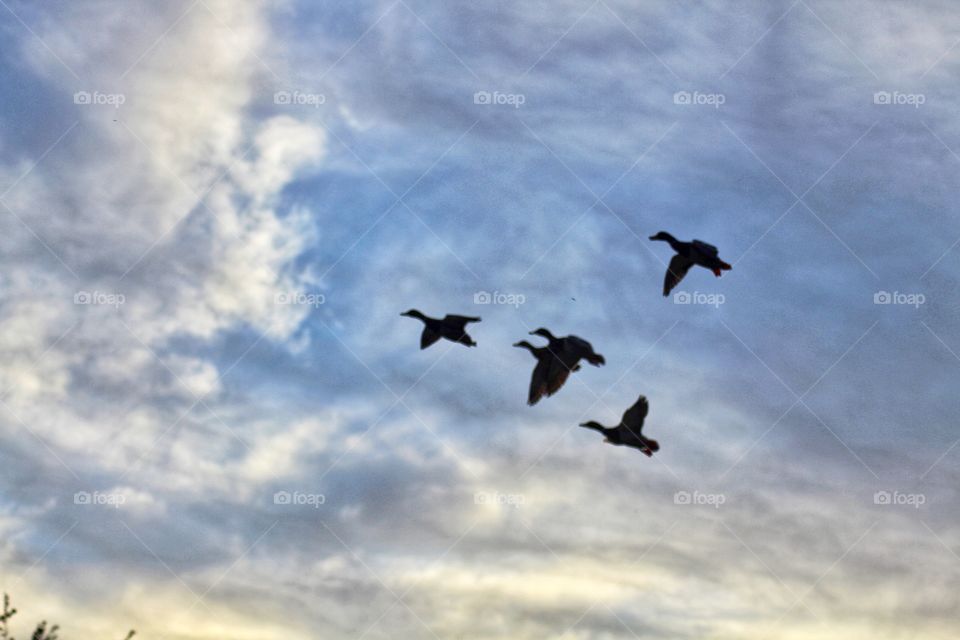 Ducks flying overhead