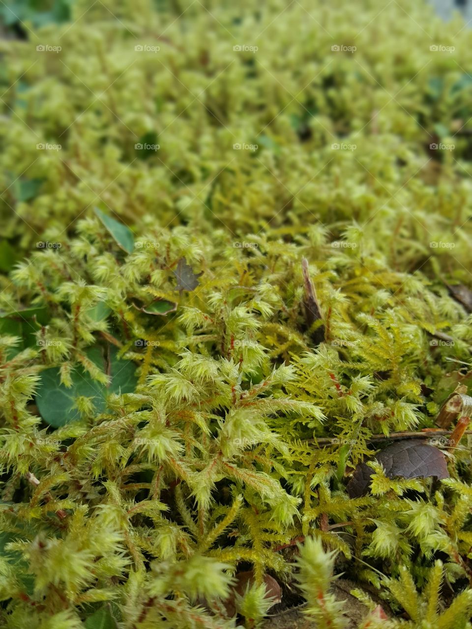 The moss mini world