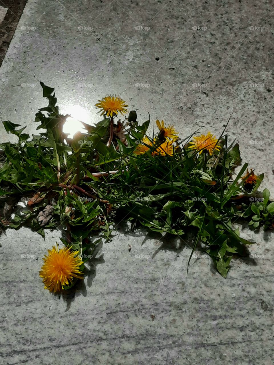 reflection of sunshine in stone terrace and a clump of dandelion