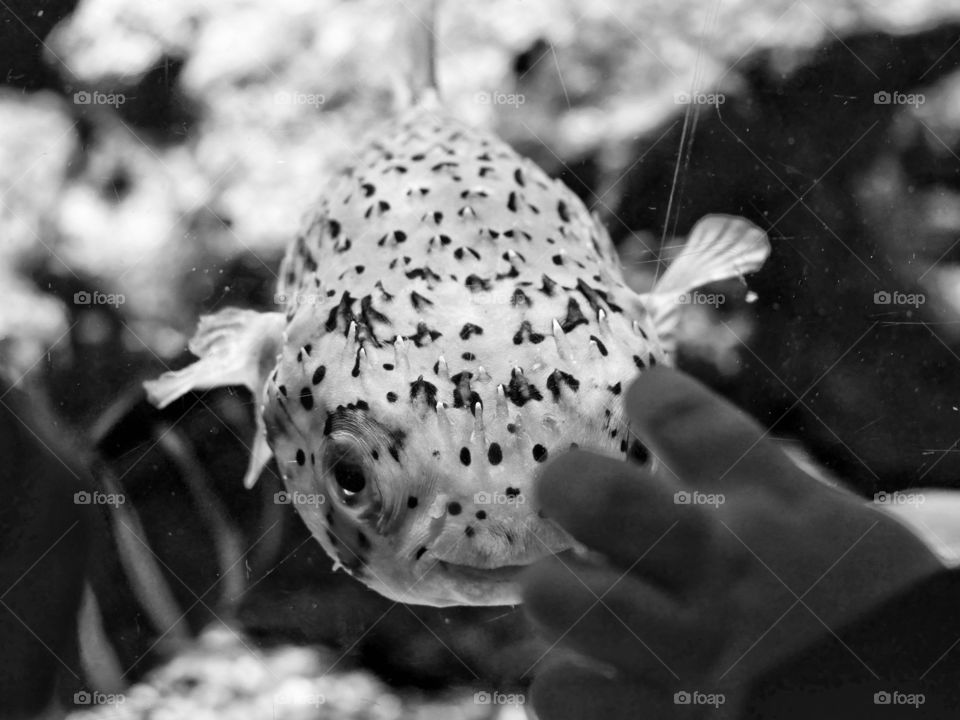 Puffer fish