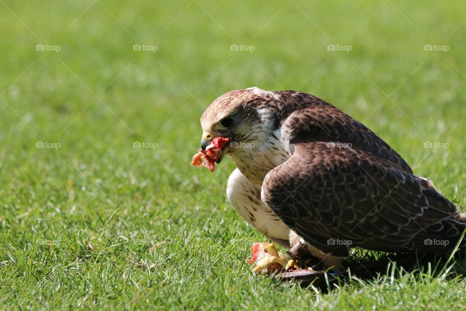 Saker Falcon